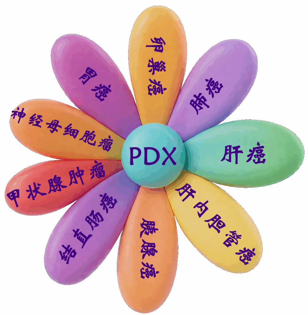 PDX模型示意图